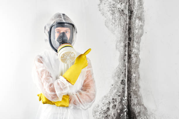 Best Comprehensive Air Testing for Mold Contaminants  in Bayside, WI